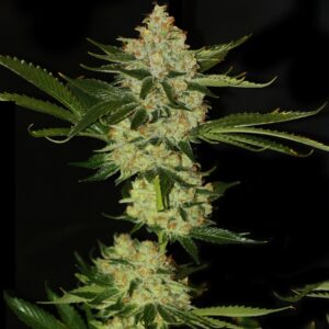 50 UND FEM - UNDERDAWG KUSH * T.H. SEEDS 50 UND FEMINIZADAS
