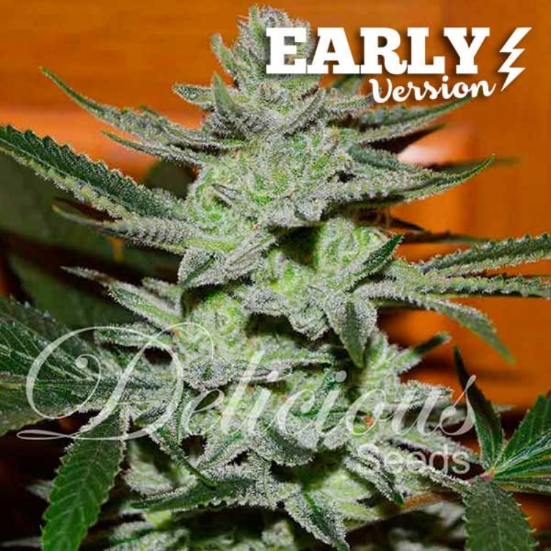 10 UND FEM - UNKNOWN KUSH (EARLY VERSION) * DELICIOUS 10 UND FEMINIZADA