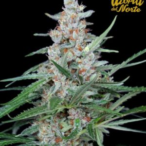 1 UND FEM - UTOPIA * ABSOLUTE CANNABIS SEEDS 1 UND FEM
