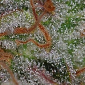 5 UND REG - UVA * SUBCOOL THE DANK 5 UND REGULARES