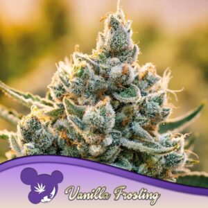 3 UND FEM - VANILLA FROSTING * ANESIA SEEDS 3 FEMINIZADAS