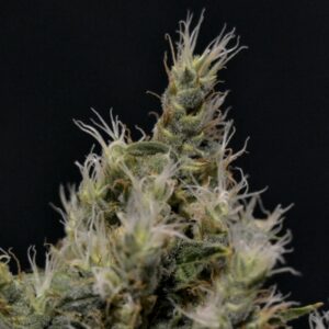1 UND FEM - VANILLA HAZE * CBD SEEDS 1 UND FEMINIZADA