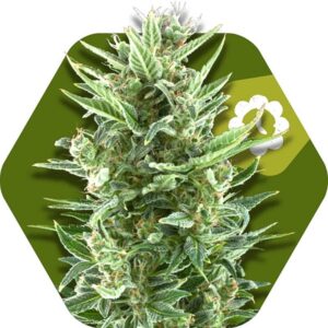 5 UND FEM - VANILLA ICE-AUTO * ZAMBEZA SEEDS 5 UND FEMINIZADAS