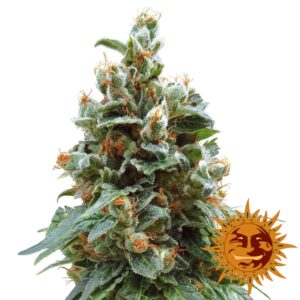 5 UND FEM - VANILLA KUSH * BARNEY'S 5 UND FEMINIZADAS