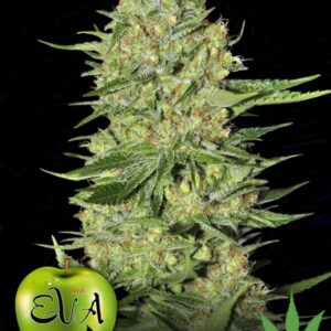 1000 UND FEM - VENENO * EVA SEEDS 1000 UND FEMINIZADAS