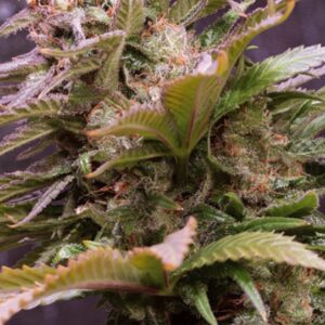 3 UND FEM - VISION CARAMELLO AUTO * VISION SEEDS 3 UND FEMINIZADA