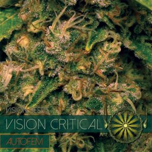 3 UND FEM - VISION CRITICAL AUTOFLOWERING * VISION SEEDS 3 UND FEMINIZADAS