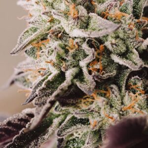 3 UND FEM - VISION GELATO AUTO * VISION SEEDS 3 UND FEM
