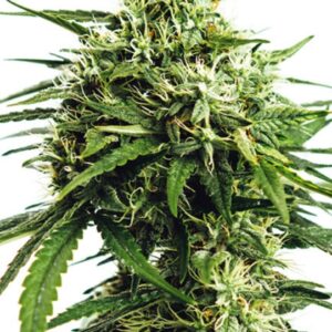 5 UND FEM - VISION GORILLA * VISION SEEDS 5 UND FEM