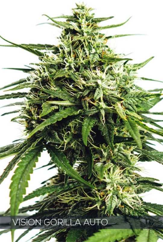 3 UND FEM - VISION GORILLA AUTO * VISION SEEDS 3 UND FEM