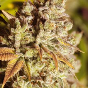 10 UND FEM - VISION GORILLA * VISION SEEDS 10 UND FEM