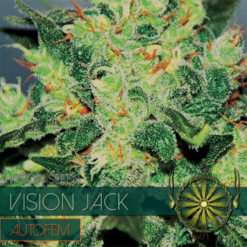 10 UND FEM - VISION JACK AUTOFLOWERING * VISION SEEDS 10 UND FEMINIZADAS