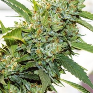 5 UND FEM - VISION KOSHER * VISION SEEDS 5 UND FEM