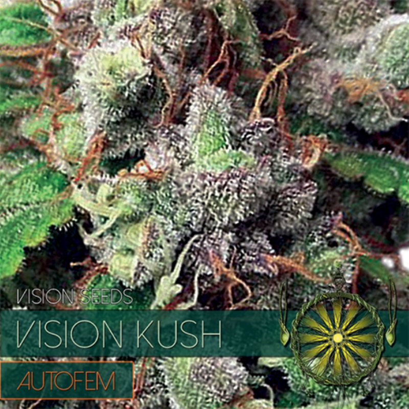 10 UND FEM - VISION KUSH AUTOFLOWERING (ETIQUETA FRANCESA) * VISION SEEDS 10 UND FEMINIZADAS