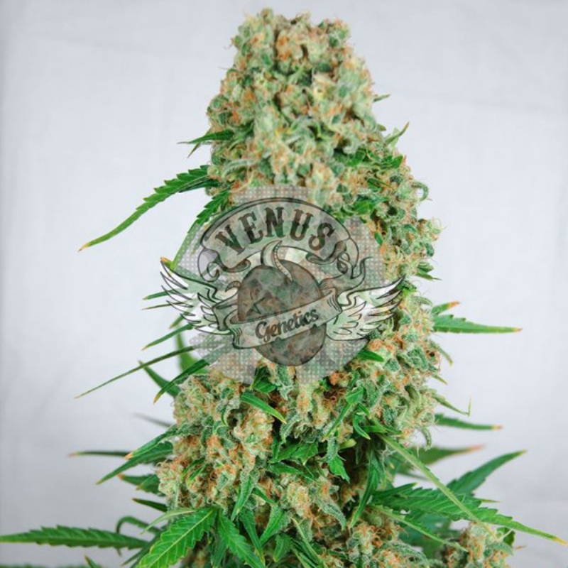 10 UND FEM - VIUDA BLANCA * VENUS GENETIC 10 UND FEMINIZADAS