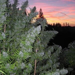 15 UND REG - WALKABOUT * MR NICE NATURAL 15 UND REG