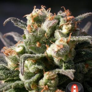 11 UND REG - WARLOCK * SERIOUS SEEDS 11 UND REGULARES