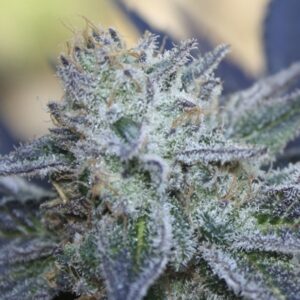 1 UND FEM - WASHING MACHINE * RIPPER SEEDS 1 UND FEMINIZADA