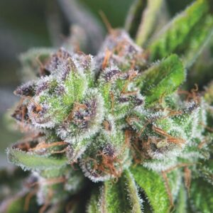 5 UND FEM - WATERMELON ZKITTLEZ * PYRAMID SEEDS FEMINIZADA 5 UND