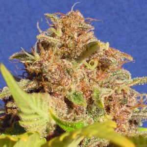 3 UND FEM - WEDDING CAKE AUTO * ORIGINAL SENSIBLE 3 UND FEMINIZADA