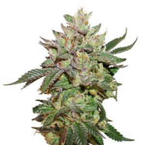 5 UND FEM - WEDDING CAKE * SEEDSTOCKERS 5 UND FEMINIZADAS
