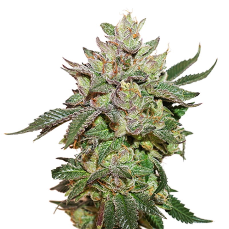 5 UND FEM - WEDDING CAKE * SEEDSTOCKERS 5 UND FEMINIZADAS