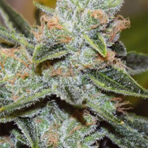 3 UND FEM - WEDDING CAKE X TRIPLE OG * VISION SEEDS 3 UND FEM