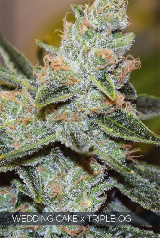 3 UND FEM - WEDDING CAKE X TRIPLE OG * VISION SEEDS 3 UND FEM