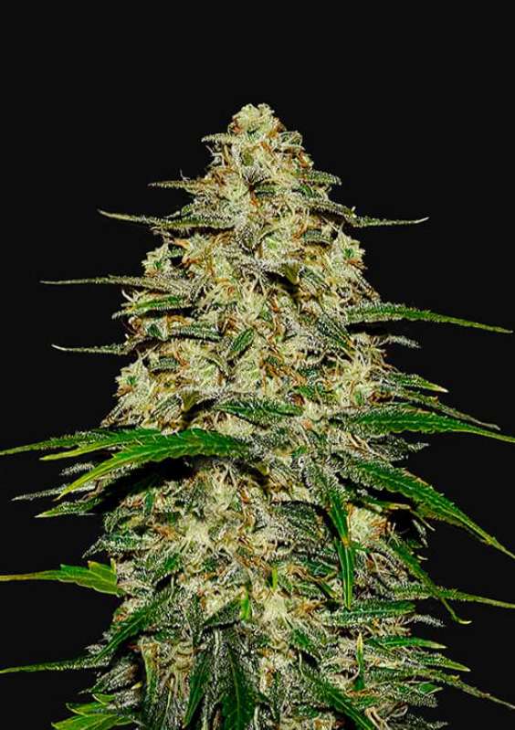 100 UND FEM - WEDDING CHEESECAKE AUTO * FASTBUDS SEEDS FEMINIZADA 100 UND