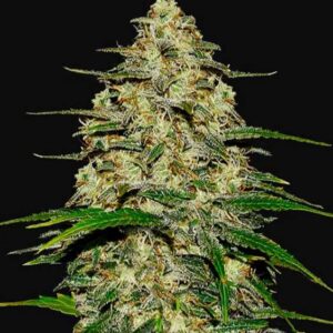 5 UND FEM - WEDDING CHEESECAKE AUTO * FASTBUDS SEEDS FEMINIZADA 5 UND
