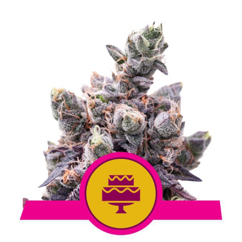 10 UND FEM - WEDDING GELATO USA PREMIUM * ROYAL QUEEN 10 UND FEMINIZADAS