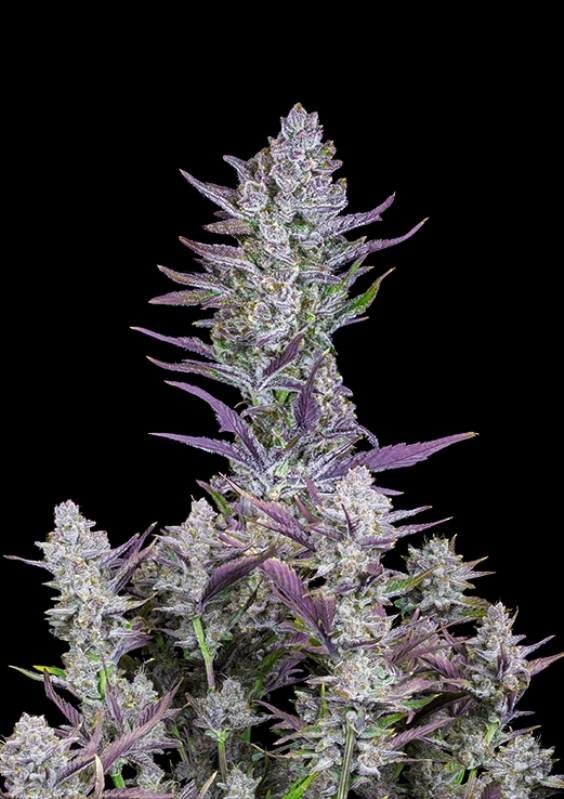 3 UND FEM - WEDDING GLUE AUTO * FASTBUDS SEEDS FEMINIZADA 3 UND