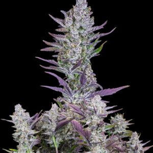 1 UND FEM - WEDDING GLUE AUTO * FASTBUDS SEEDS FEMINIZADA 1 UND