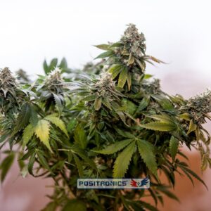 5 UND FEM - WERNARD EXPRESS * POSITRONICS 5 UND FEMINIZADAS