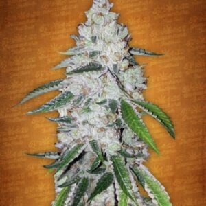 5 UND FEM - WEST COAST O.G. * FASTBUDS SEEDS FEMINIZADA 5 UND