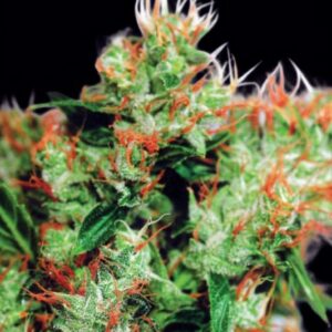 10 UND REG - WESTERN WINDS  * SAGARMATHA REGULARES 10 UND