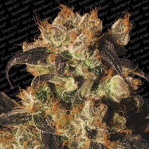 10 UND FEM - WHITE BERRY * PARADISE SEEDS 10 UND FEMINIZADAS