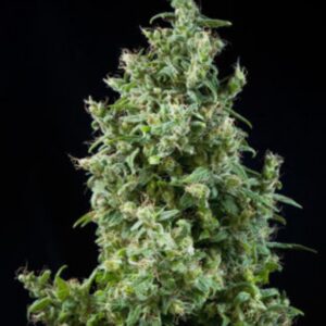 6 UND FEM - WHITE BHUTANESE * MANDALA SEEDS 6 UND FEMINIZADAS