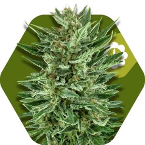 5 UND FEM - WHITE CHEESE-AUTO * ZAMBEZA SEEDS 5 UND FEMINIZADAS
