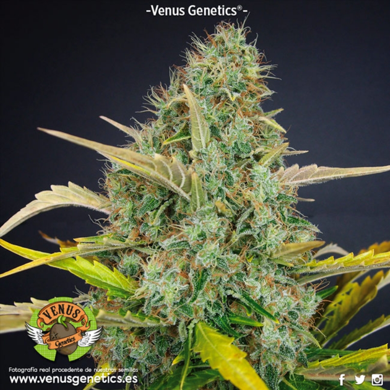 5 UND FEM - WHITE CHOCOLATE * VENUS GENETIC 5 UND FEMINIZADAS