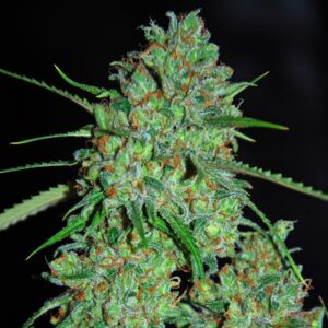5 UND FEM - WHITE CRITICAL * G13 LABS SEEDS 5 FEMINIZADAS