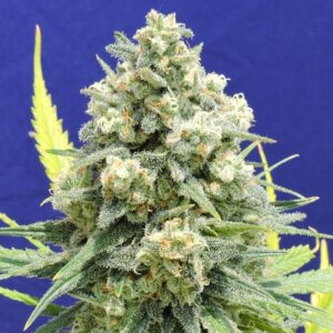 3 UND FEM - WHITE CRITICAL * ORIGINAL SENSIBLE 3 UND FEMINIZADA