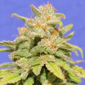 3 UND FEM - WHITE CRYSTAL METH AUTO * ORIGINAL SENSIBLE 3 UND FEMINIZADAS