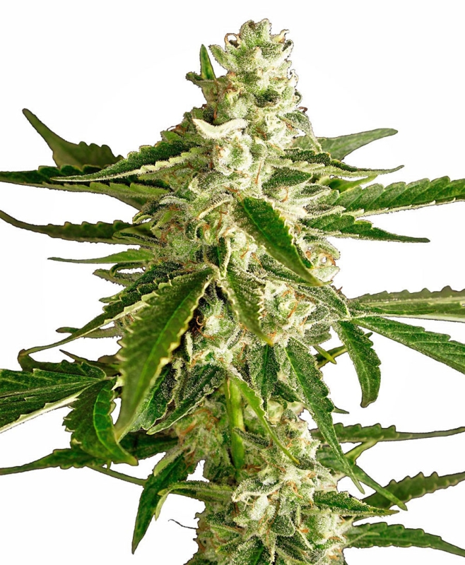 5 UND FEM - WHITE DIESEL HAZE AUTOMATIC * SENSI WHITE LABEL 5 UND FEMINIZADAS