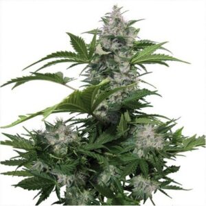 10 UND FEM -WHITE DWARF AUTO  (BLISTER) * BUDDHA SEEDS