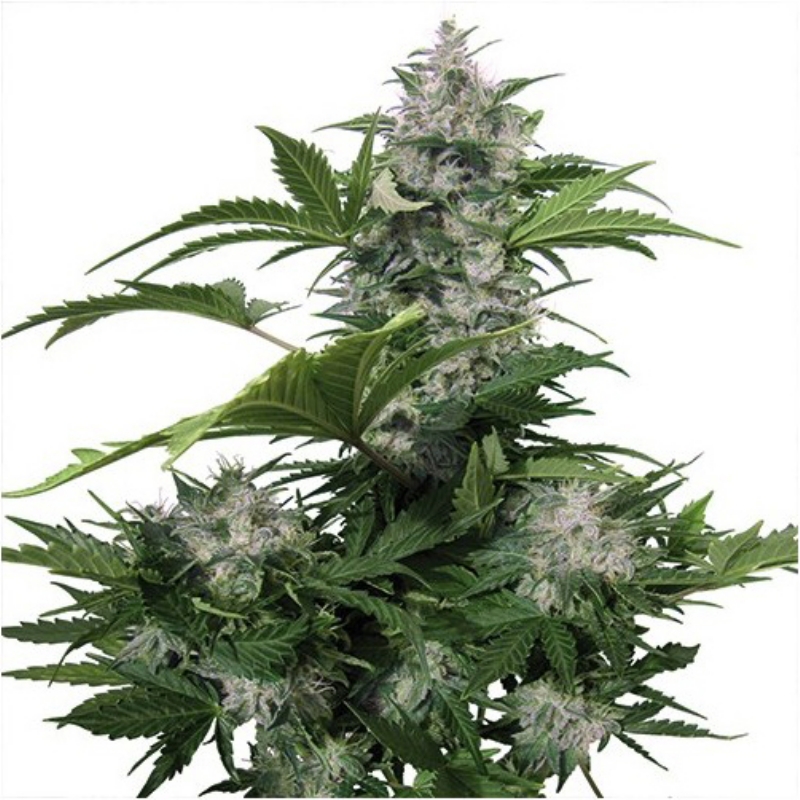 10 UND FEM -WHITE DWARF AUTO  (BLISTER) * BUDDHA SEEDS