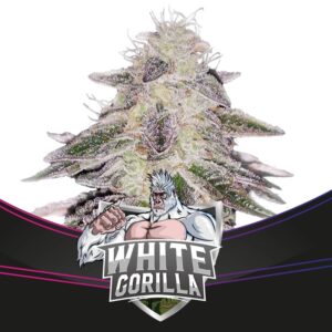 7 UND FEM - WHITE GORILLA - DRAFT LINE * BSF SEEDS 7 UND FEMINIZADAS