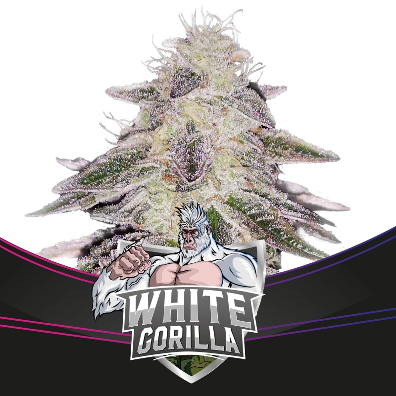 12 UND FEM - WHITE GORILLA - DRAFT LINE * BSF SEEDS 12 UND FEMINIZADAS
