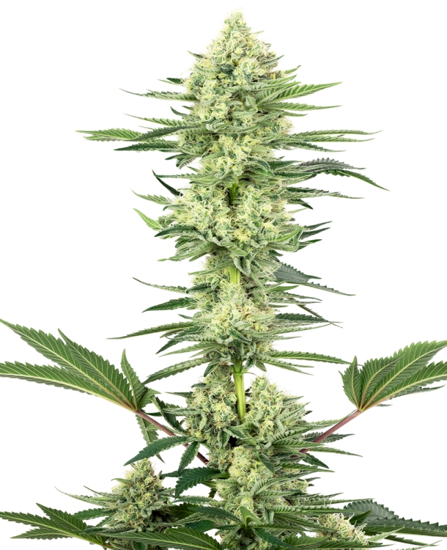 5 UND FEM  - WHITE GORILLA HAZE * SENSI WHITE LABEL 5 UND FEMINIZADAS