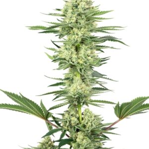 3 UND FEM  - WHITE GORILLA HAZE * SENSI WHITE LABEL 3 UND FEMINIZADAS